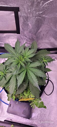 Tag 30 Haze 1 Wachstum Tag 12 am 29.4.25