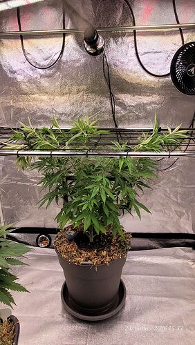 Tag 51 C. OG gelang es erst mal sie 20 cm niedriger zu bekommen.