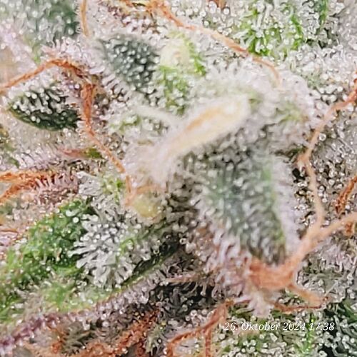 Tag 98 Klon 2 so fett voll mit Trichome