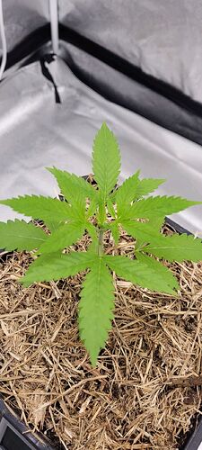 Tag 25 am 21.2.24 Wachstums Tag 5