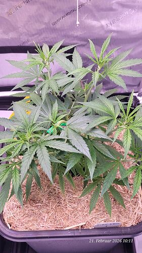 Tag 51 Klon 1 ende dritte Wachstum Woche