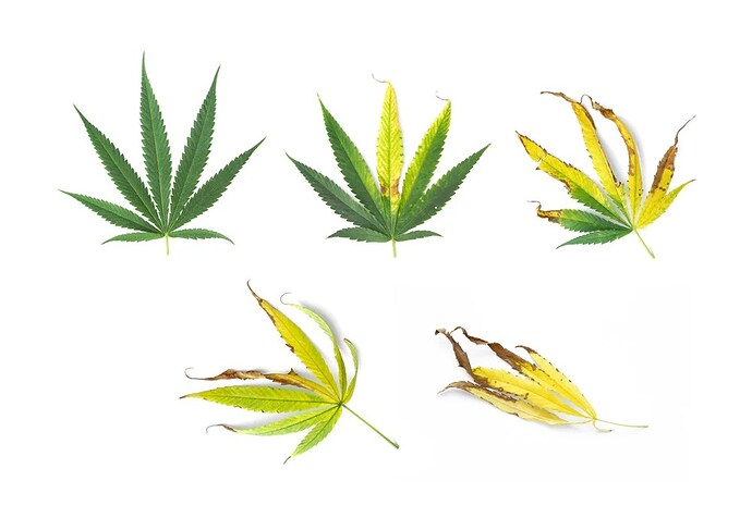 GWJ_nutrients-problems_02-1