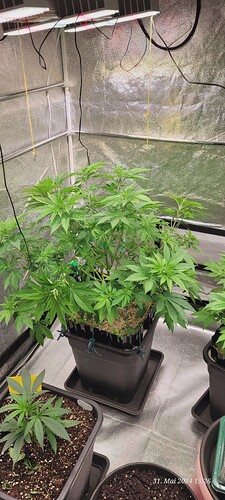 Tag 50 Cookie 1 vor dem runter biegen nicht gemessen . Liegt nun bei 55 - 60 cm höhe am 31.5.24