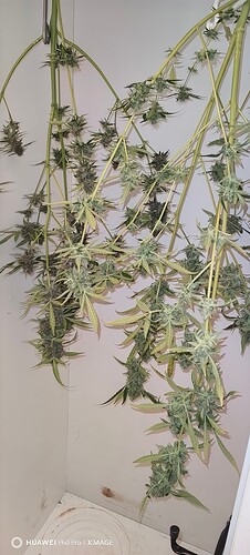 IMG_20250514_114110