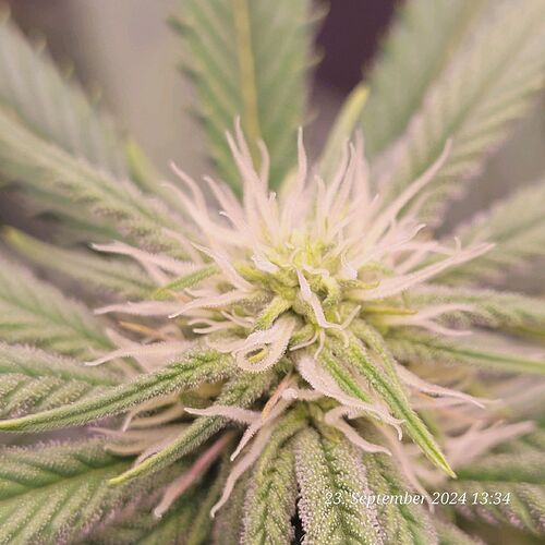 Tag 65 Klon 1 dritte Blüte Woche und wieder sehr früh mit Trichome