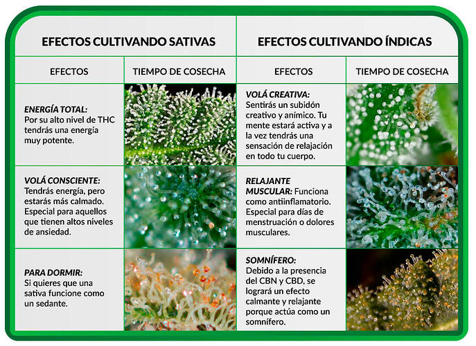 cuándo-cosechar-tus-plantas-de-cannabis-para-obtener-distintos-efectos
