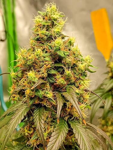 552