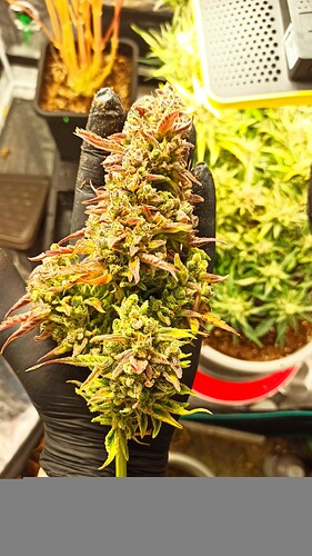 ac1297ad-fed0-482c-bab6-28d013b3093b-1_all_57240