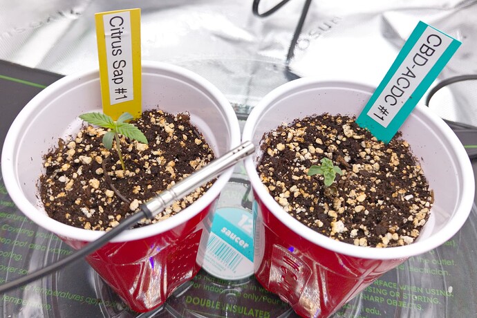 2-Shot_Seedlings