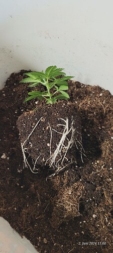 Tag 20 auch kleine Häärchen sind da , Klon 1