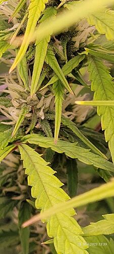 Tag 59 Gelato in der 9 ten Woche