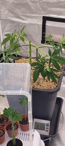 Tag 41 , noch 5 Klone gezaubert und alles bekommt nun seine Verdiente Ruhe .