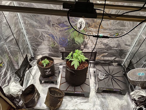 Watchtower - Sectio aurea - Pineapple Kush Cake Sensi Seeds