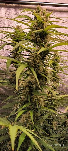 Tag 64 Gelato Blüte Tag ca. 39 am 2.6.25