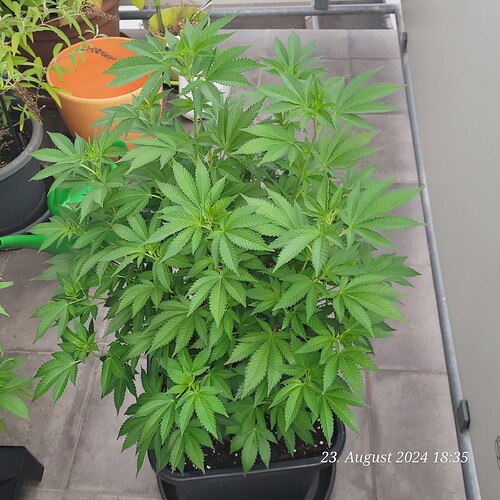 Tag 83 , seit zwei Wochen Outdoor auf Balkonien 23.8.24