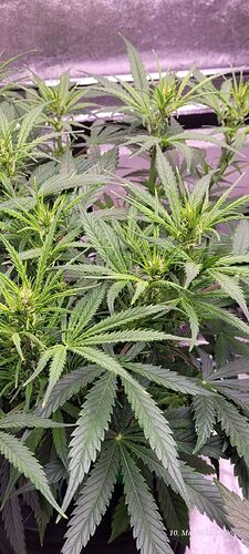 Tag 41 Gelato sechste Woche 10.5.25