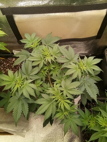 IMG_20240929_170529_976