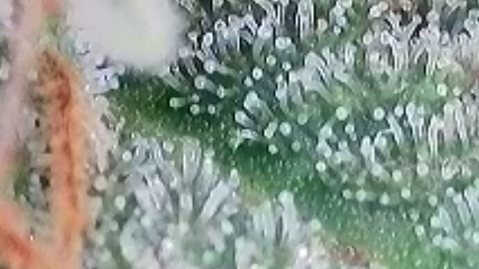 Tag 103 Trichome 6