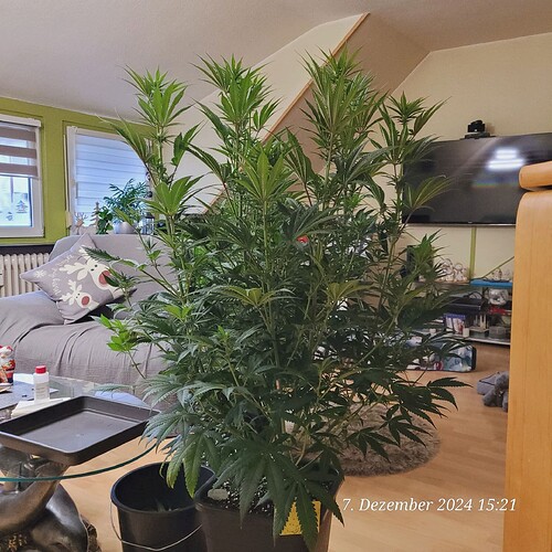 Tag 66 Nr 1, vor Lolli P. , Entlaubung und Scropping 7.12.24