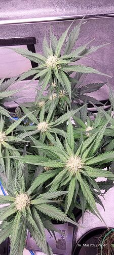 Tag 47 Haze 1 am 16.5.25