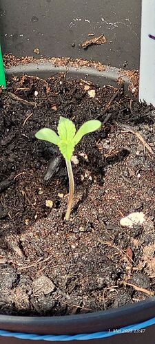Tag 7 Congo 2, Sämling Tag 3 und 4 cm, am 1.5.25