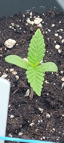 Tag 9 Congo 2 am 3.5.25