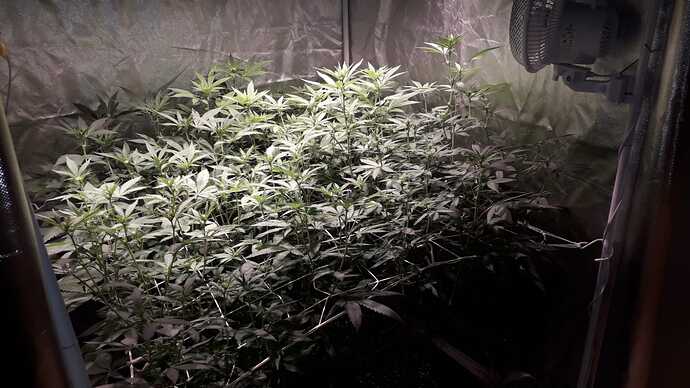 IMG-20250525-WA0001