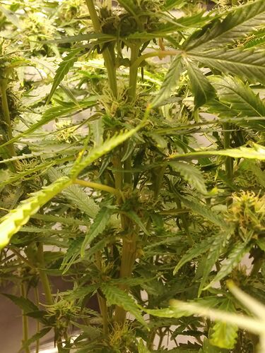 1 stem into two branches