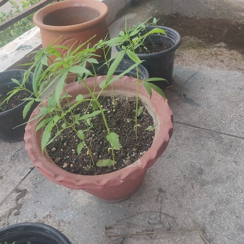 16921025057476028727272698729996