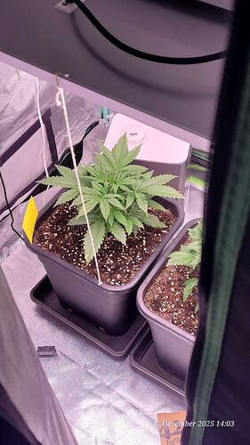 Tag 26 B.G. 2 am 6.12.25