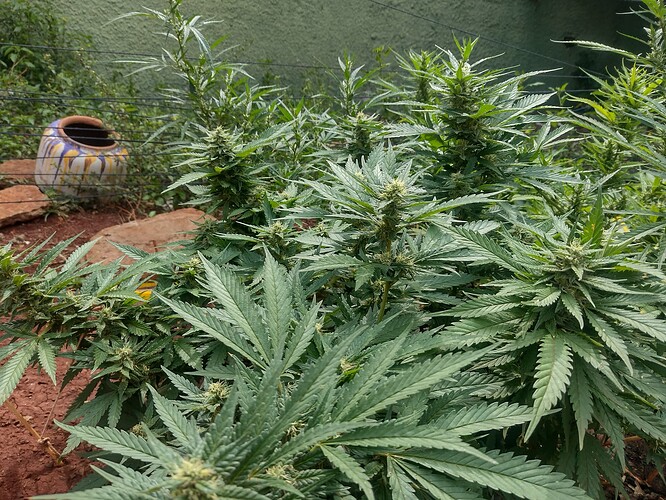 IMG_20251009_142958666_HDR