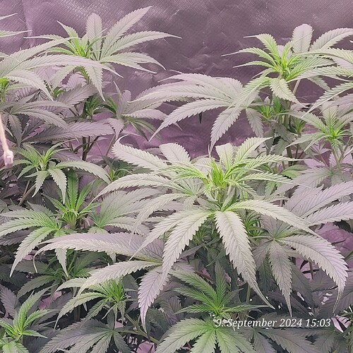 Tag 51 Klon 1 Blütetag 4 am 9.9.24