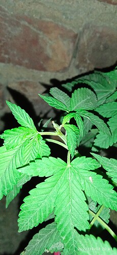 IMG_20221018_200111_1