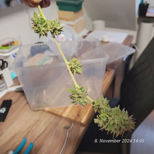 Tag 111 Klon 2 Blüte Tag 64 diesen kleinen Ast geerntet , der zweite 8.11.24