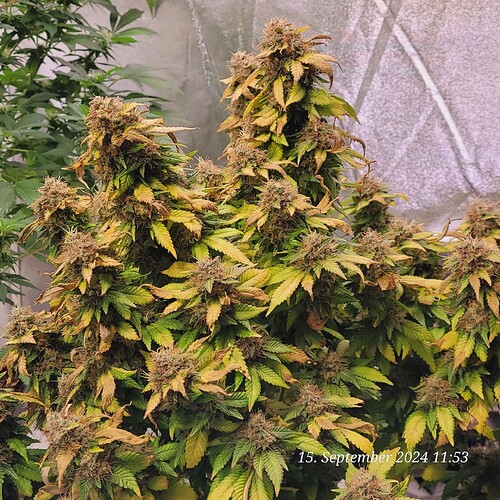 Tag 126 Blüte Tag 65 am 15.9.24