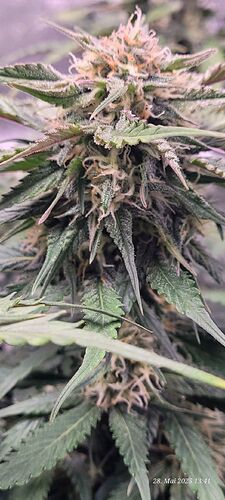 Tag 59 Haze 1 am 28.5.25