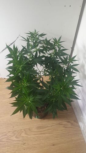 IMG_20251002_005244_212