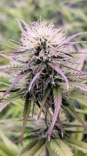 Tag 62 B.G. 1 zeigt sie etwas Purple 11.1.26