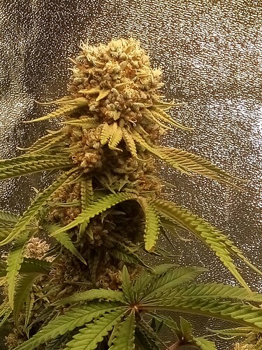 IMG_20240730_160516_998