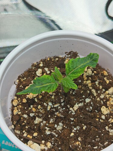 2024-12-19-CBD ACDC