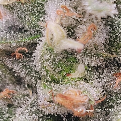 Tag 85 Blütetag 53 am 13.8.24