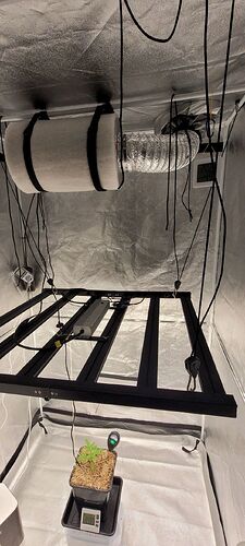 Tag 23 am 19.2.24 , noch sehr viel Platz zum Wachsen , Lichtabstand 58 cm auf 30 % den Dimmer .