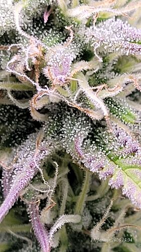 Tag 62 B.G. 1 mehren sich die Trichome mmh