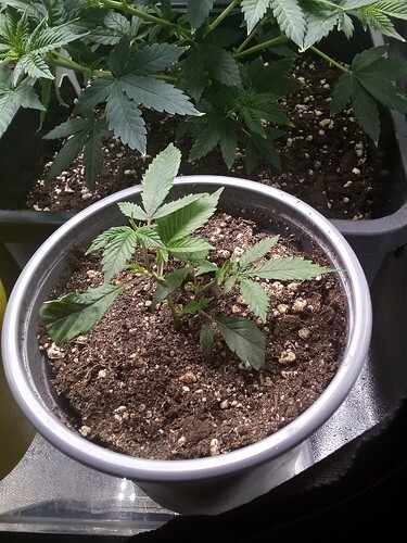 IMG_20240923_180739_124