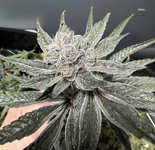 28 - Gas-O-Cane R2 - Harvest Day 'Purple-Black Pheno' @ Day 63 (1) - 11-08-2025