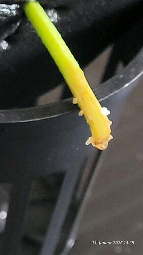 Tag 10 Klon 3 scheinen schon mal 2 Klone von drei zu Glücken