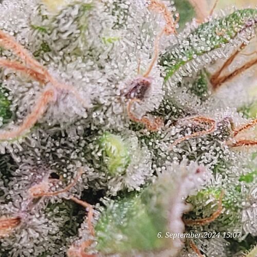 Tag 117 Blütetag 56 am 6.9.24