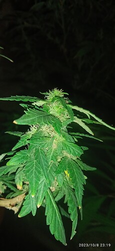 IMG_20231008_231936_1