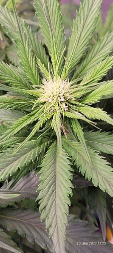 Tag 41 Haze 1 Blüte Tag ca. 16