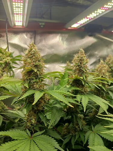 9a153c90-89f9-4956-a931-07201acd88d4